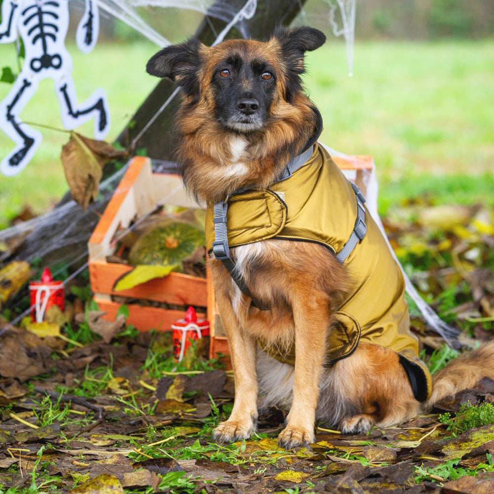 Impermeabile per cani in tonalità ORO