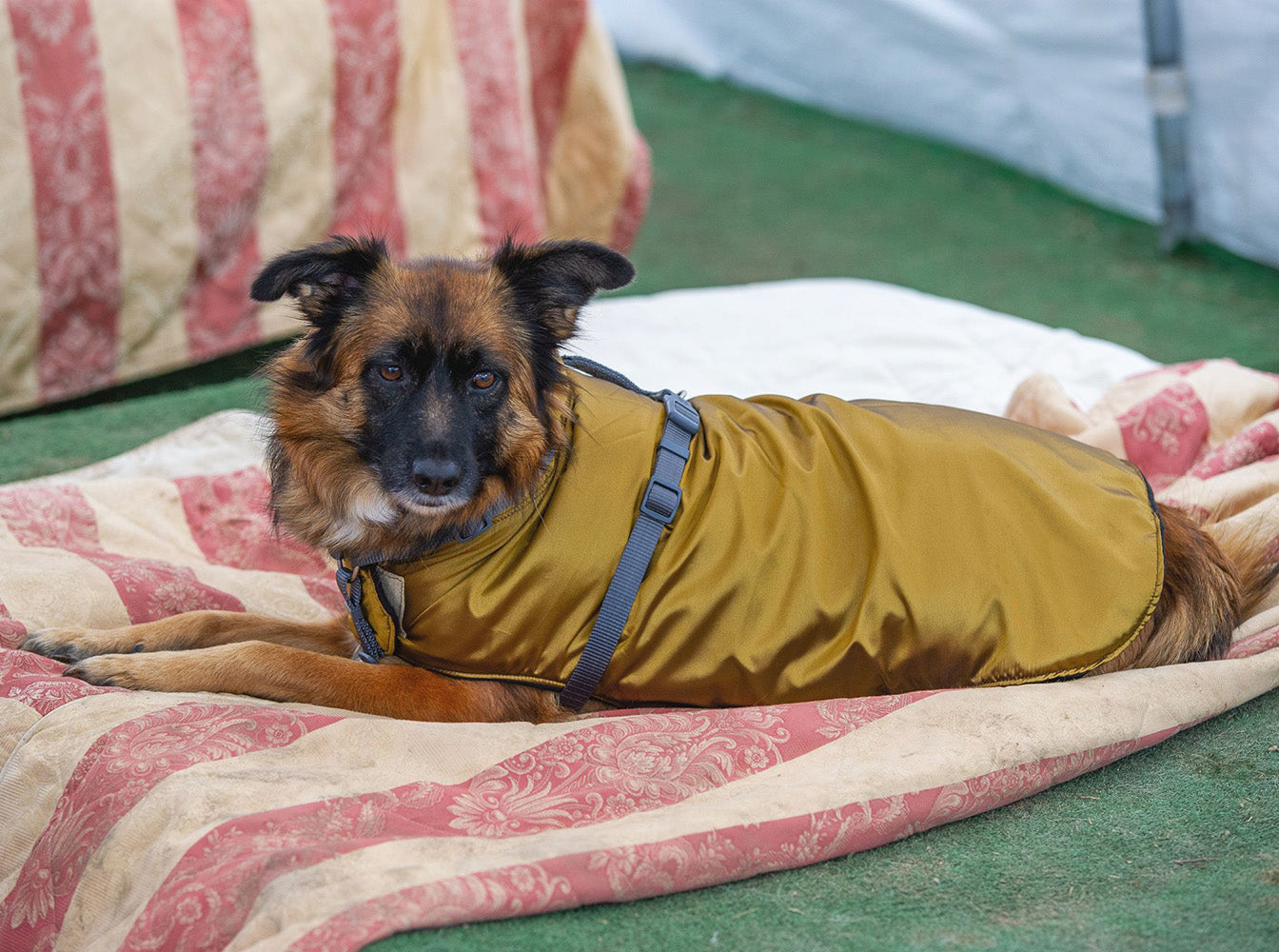 Impermeabile per cani in tonalità ORO