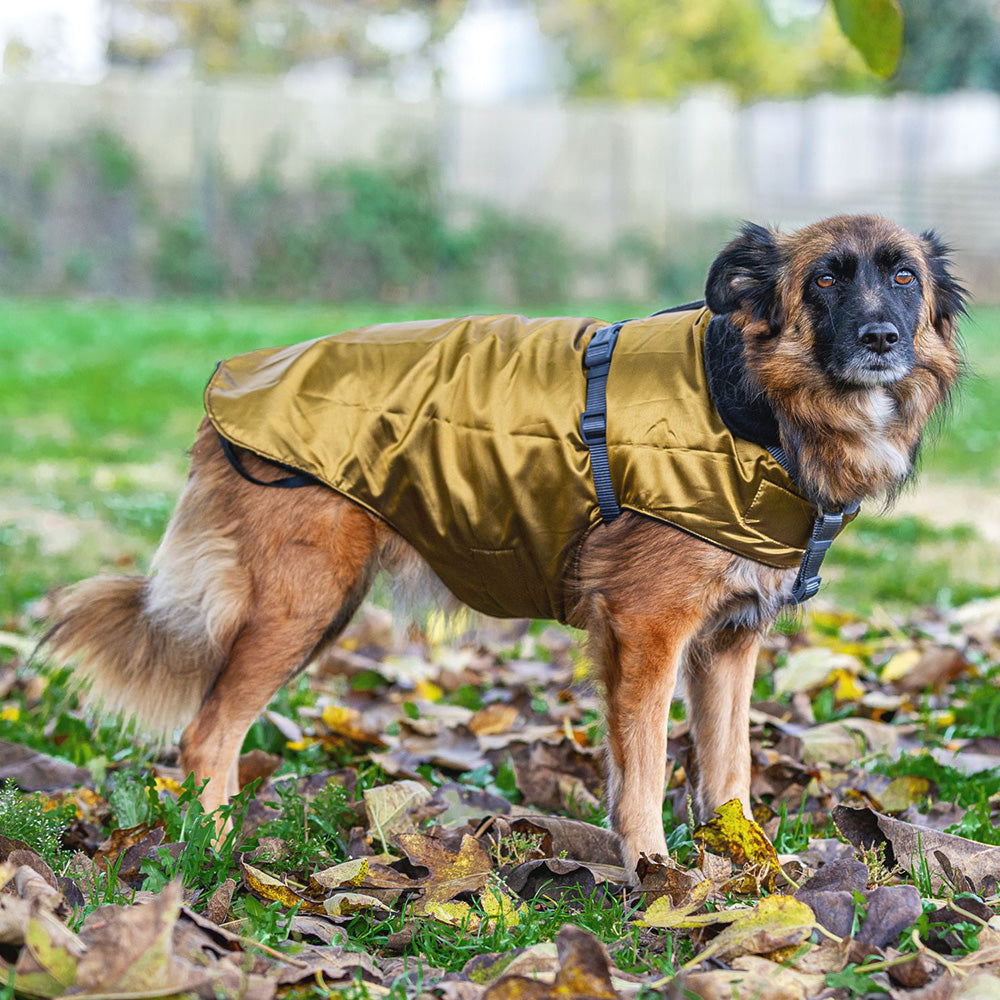 Impermeabile per cani in tonalità ORO