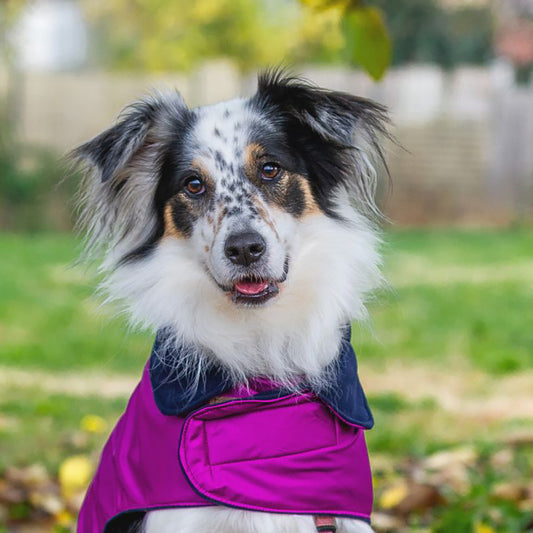 Impermeabile per cani in tonalità VIOLA