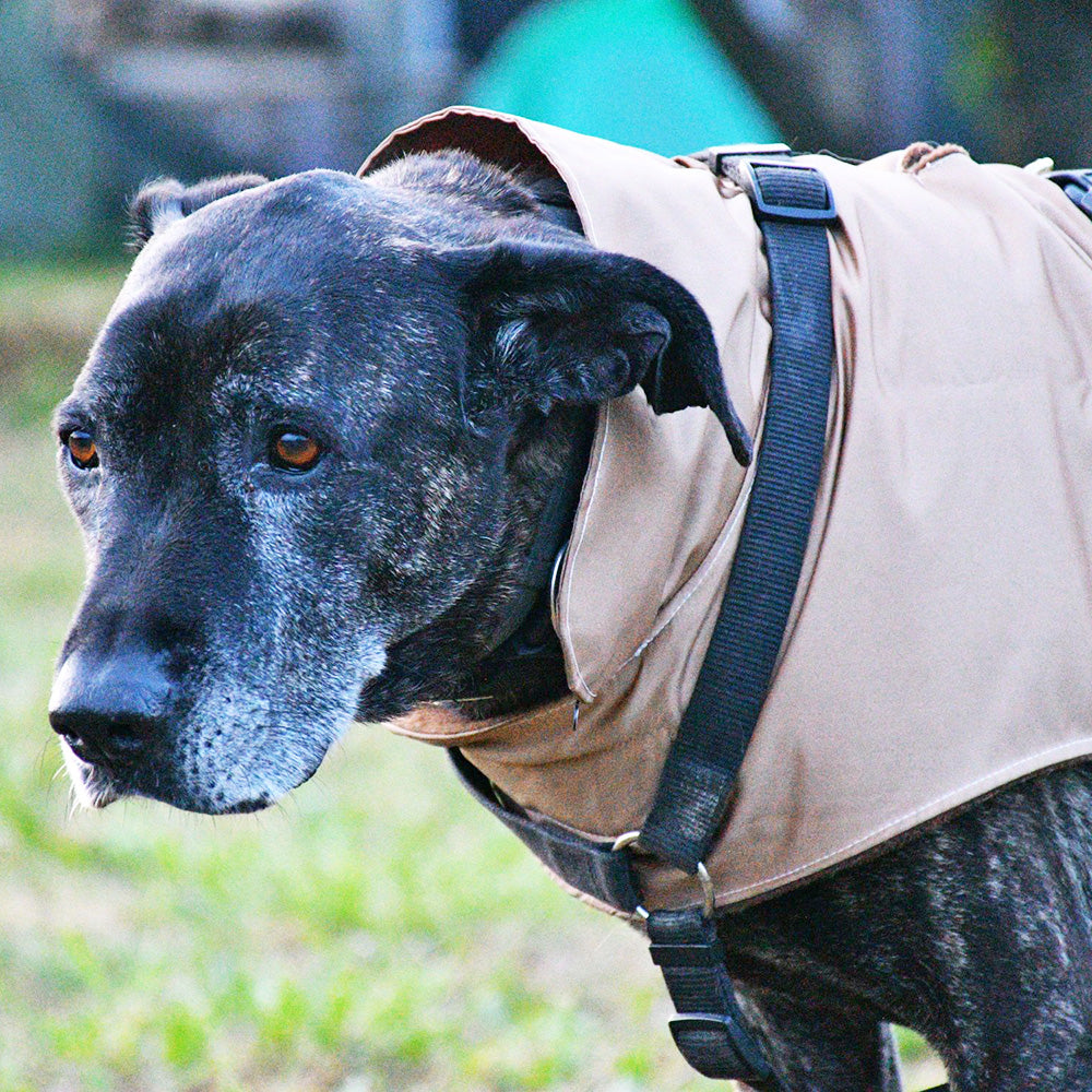 Impermeabile per cani in tonalità OCRA-ORO