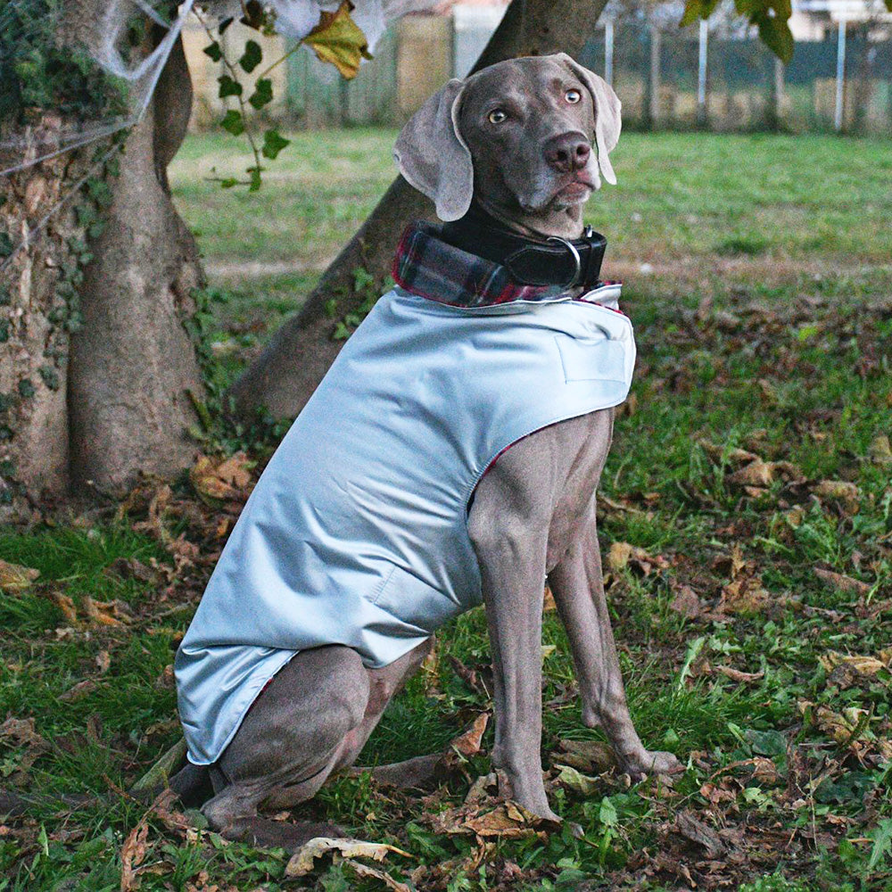 Impermeabile per cani in tonalità GRIGIO-AZZURRO