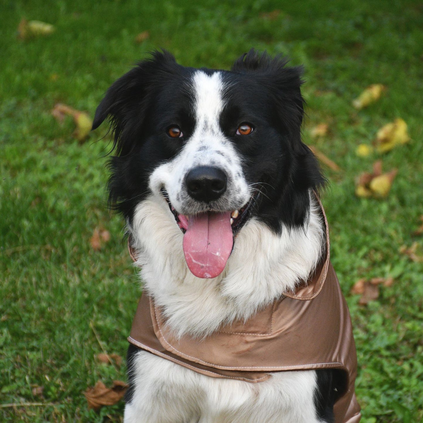 Impermeabile per cani in tonalità OCRA-ORO